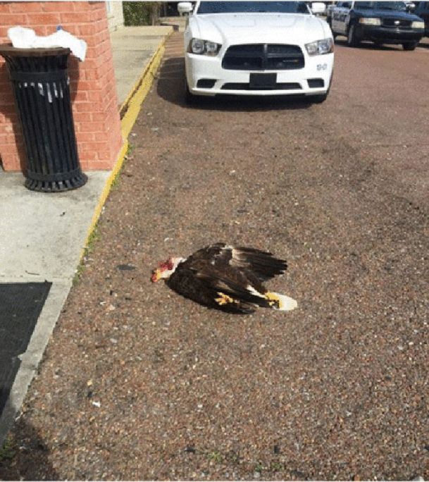 Bald Eagle Killed In Horrific Way, Should This Be A Federal Crime