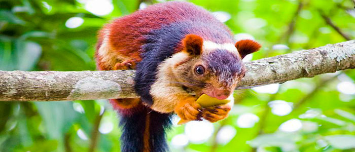 Multi-Colored Squirrels From India Can Grow To 36 Inches Long ...