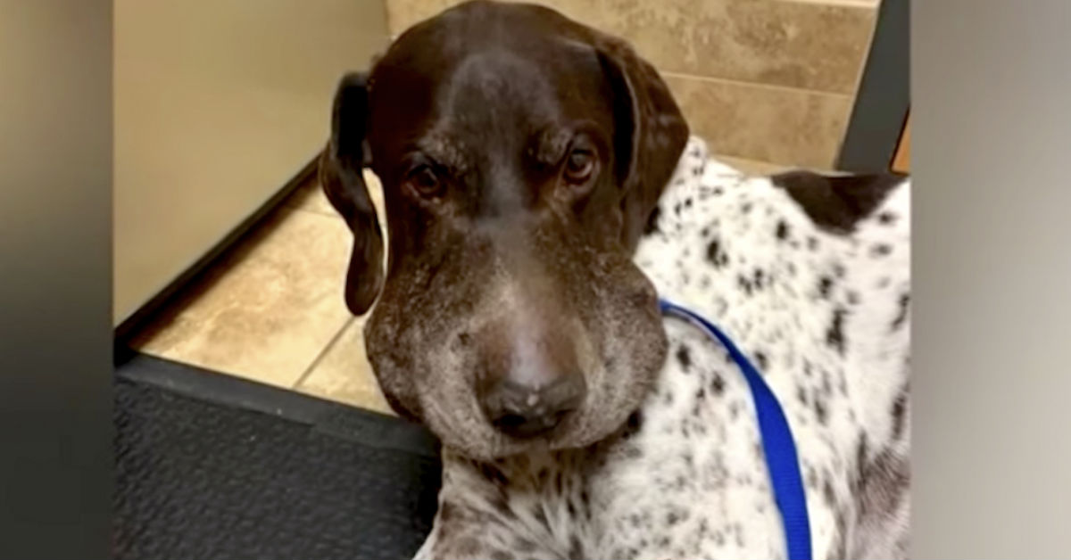 Dog Takes 5 Bites From Rattlesnake To Save Owners Life - Sharesplosion