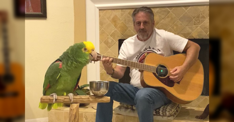 No One Believed His Parrot Could Sing This Song Sharesplosion