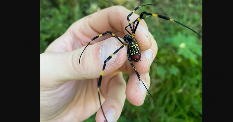 Here’s The Truth About The “Flying Spiders” Invading America ...